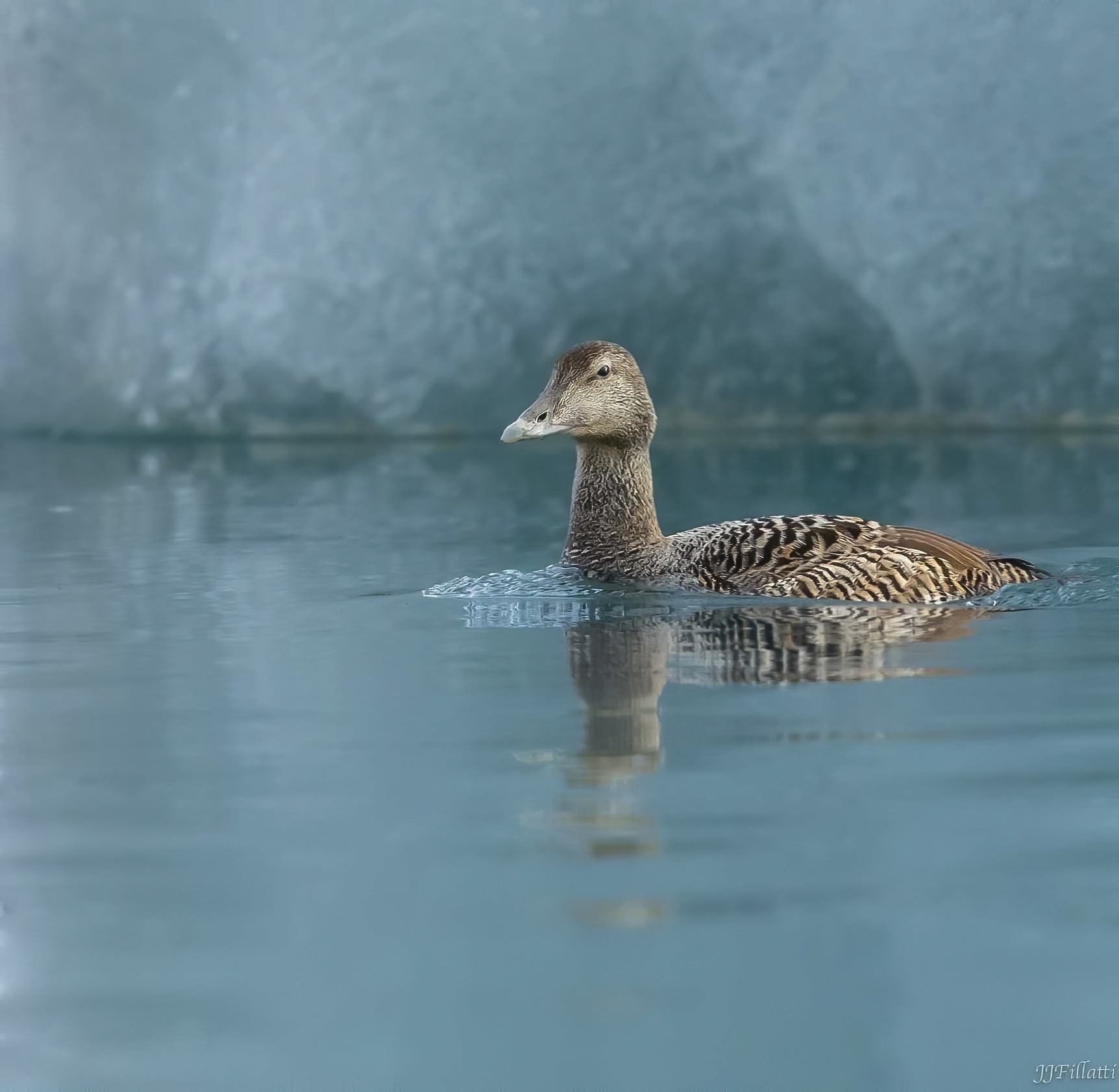 bird of iceland image 28